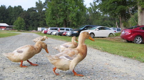 Ducks crossing road